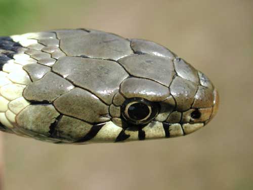 photos/wildlife/Reptile_Species/Grass_Snake/snake 2.jpg